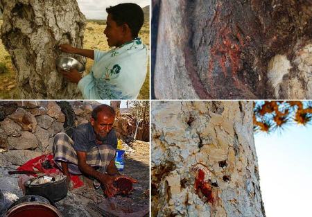 درخت خونی در یمن،اخبار گوناگون،خبرهای گوناگون