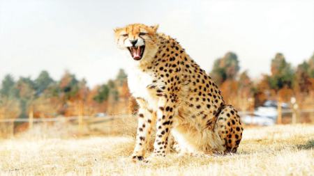 یوزپلنگ ایرانی،اخبار اجتماعی،خبرهای اجتماعی یوزپلنگ ایرانی،اخبار اجتماعی،خبرهای اجتماعی