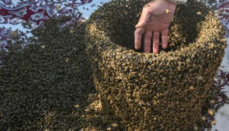 مرد زنبور،اخبار گوناگون،خبرهای گوناگون مرد زنبور،اخبار گوناگون،خبرهای گوناگون