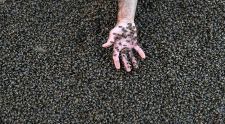 مرد زنبور،اخبار گوناگون،خبرهای گوناگون مرد زنبور،اخبار گوناگون،خبرهای گوناگون