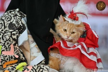 هفته مد گربه ها،اخبار گوناگون،خبرهای گوناگون هفته مد گربه ها،اخبار گوناگون،خبرهای گوناگون