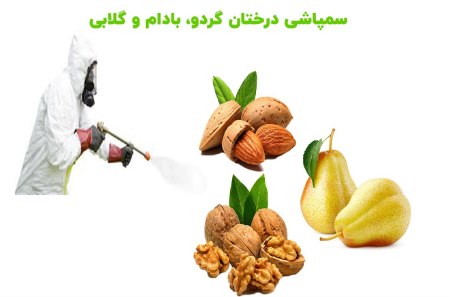 سم پاشی نهال گردو،بادام و گلابی