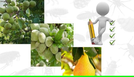 نکات سم پاشی درخت گلابی، گردو و بادام نکات سم پاشی درخت گلابی، گردو و بادام