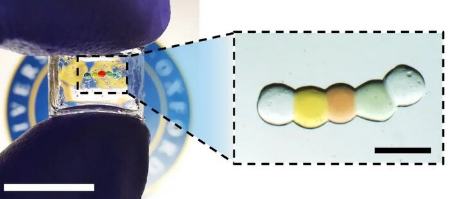 بافت بدن،اخبار پزشکی،خبرهای پزشکی