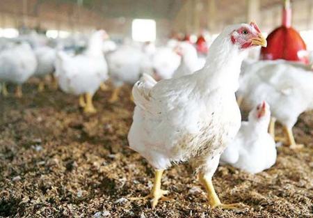 مرغ آرین،اخبار اقتصادی،خبرهای اقتصادی مرغ آرین،اخبار اقتصادی،خبرهای اقتصادی