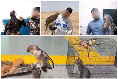 قاچاقچی گونه های حیات وحش ملقب به دکتر عقاب،اخبار اجتماعی،خبرهای اجتماعی قاچاقچی گونه های حیات وحش ملقب به دکتر عقاب،اخبار اجتماعی،خبرهای اجتماعی