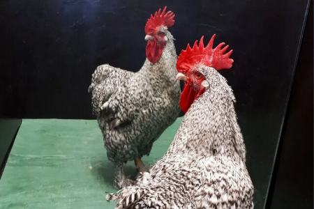 خروس،اخبار علمی،خبرهای علمی خروس،اخبار علمی،خبرهای علمی