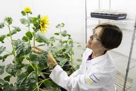 گلهای آفتابگردان،اخبار علمی،خبرهای علمی گلهای آفتابگردان،اخبار علمی،خبرهای علمی