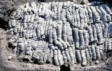 سکههای باستانی در ژاپن،اخبار گوناگون،خبرهای گوناگون سکههای باستانی در ژاپن،اخبار گوناگون،خبرهای گوناگون