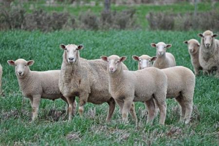گوسفند رایگان در استرالیا،اخبار اقتصادی،خبرهای اقتصادی