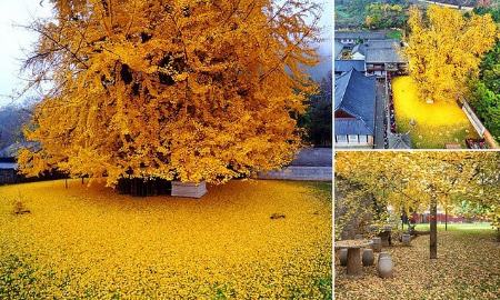 زیباترین درخت جهان در کره جنوبی،اخبار گوناگون،خبرهای گوناگون زیباترین درخت جهان در کره جنوبی،اخبار گوناگون،خبرهای گوناگون