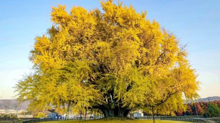 زیباترین درخت جهان در کره جنوبی،اخبار گوناگون،خبرهای گوناگون زیباترین درخت جهان در کره جنوبی،اخبار گوناگون،خبرهای گوناگون