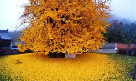زیباترین درخت جهان در کره جنوبی،اخبار گوناگون،خبرهای گوناگون