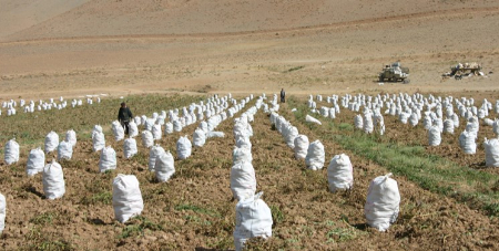 کشت سیب زمینی در چادگان ،اخباراقتصادی ،خبرهای اقتصادی کشت سیب زمینی در چادگان,اخباراقتصادی ,خبرهای اقتصادی