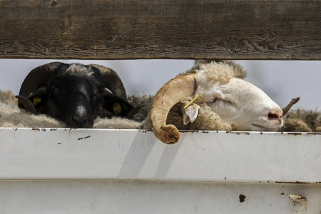  قیمت گوسفند زنده ,اخباراقتصادی ,خبرهای اقتصادی 