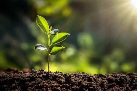 گیاهان،اخبار علمی،خبرهای علمی گیاهان،اخبار علمی،خبرهای علمی