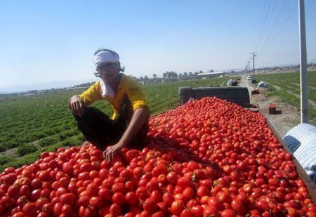 قیمت گوجه،اخبار اقتصادی،خبرهای اقتصادی