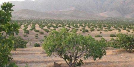 انفجار در فارس،اخبار سیاسی،خبرهای سیاسی