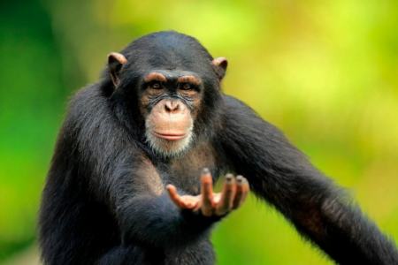 شامپانزه،اخبار علمی،خبرهای علمی