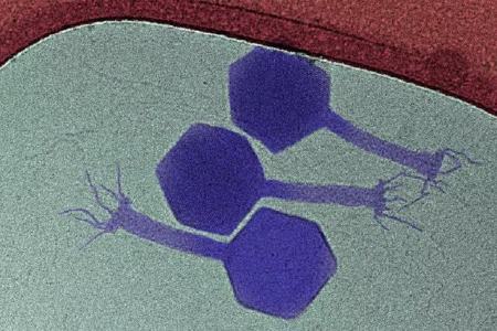 ویروس،اخبار پزشکی،خبرهای پزشکی ویروس،اخبار پزشکی،خبرهای پزشکی