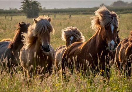 عکسهای جالب,عکسهای جذاب, اسب های ایسلندی  