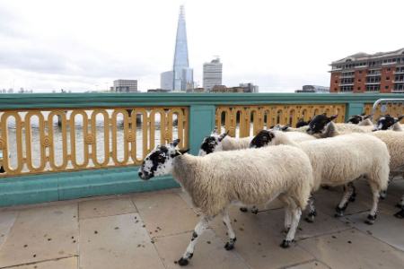 عکسهای جالب,عکسهای جذاب,عبور گله های گوسفند از روی پلی در شهر لندن