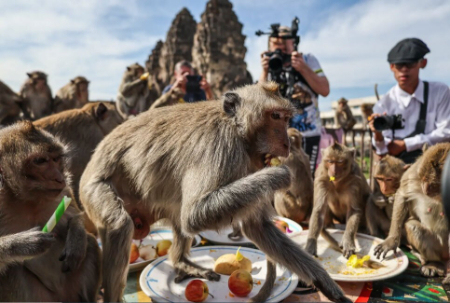 عکسهای جالب,عکسهای جذاب,جشنواره سالانه میمون ها در تایلند 