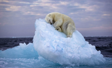 عکسهای جالب,عکسهای جذاب,خواب یک خرس قطبی روی یک توده یخی کوچک در قطب شمال 