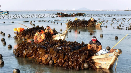 عکسهای جالب,عکسهای جذاب,برداشت جلبک دریایی در استان شاندونگ چین
