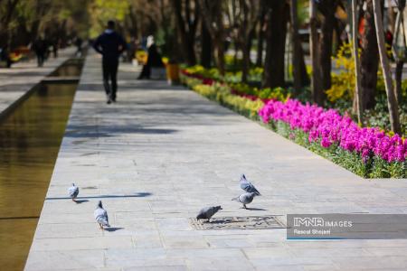 عکس خبری،چهارباغ اصفهان در بهار 1403 عکس خبری،چهارباغ اصفهان در بهار 1403