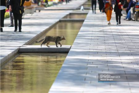 عکس خبری،چهارباغ اصفهان در بهار 1403 عکس خبری،چهارباغ اصفهان در بهار 1403