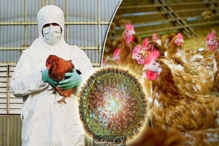 آنفلوآنزا پرندگان،اخبار پزشکی،خبرهای پزشکی