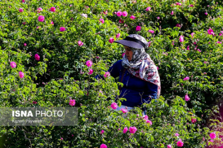  برداشت گل محمدی ,اخبارگوناگون,خبرهای گوناگون 