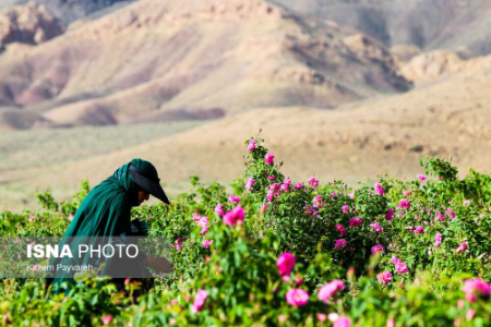  برداشت گل محمدی ,اخبارگوناگون,خبرهای گوناگون 