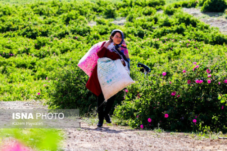  برداشت گل محمدی ,اخبارگوناگون,خبرهای گوناگون 