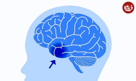 مغز انسان،اخبار پزشکی ،خبرهای پزشکی مغز انسان,اخبار پزشکی ,خبرهای پزشکی