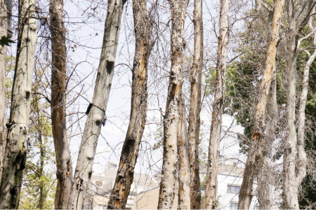 خشکاندن عمدی پارک‌های جنگلی ,اخبار اجتماعی ,خبرهای اجتماعی 