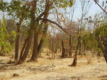 خشکاندن درخت،اخباراجتماعی ،خبرهای اجتماعی خشکاندن درخت,اخبار اجتماعی ,خبرهای اجتماعی