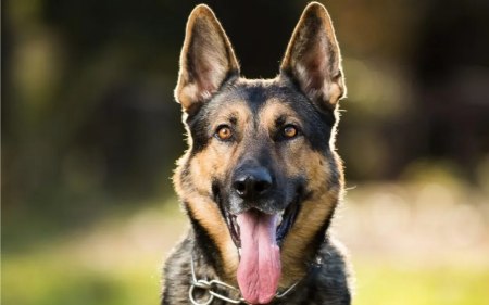 بررسی نژاد سگ ژرمن شپرد بررسی نژاد سگ ژرمن شپرد