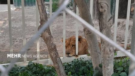 گرمازدگی حیوانات باغ وحش صفه در تابستان سوزان اصفهان،اخبار اجتماعی،خبرهای اجتماعی گرمازدگی حیوانات باغ وحش صفه در تابستان سوزان اصفهان،اخبار اجتماعی،خبرهای اجتماعی
