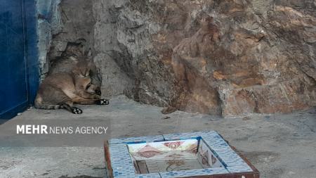 گرمازدگی حیوانات باغ وحش صفه در تابستان سوزان اصفهان،اخبار اجتماعی،خبرهای اجتماعی گرمازدگی حیوانات باغ وحش صفه در تابستان سوزان اصفهان،اخبار اجتماعی،خبرهای اجتماعی