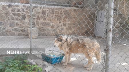 گرمازدگی حیوانات باغ وحش صفه در تابستان سوزان اصفهان،اخبار اجتماعی،خبرهای اجتماعی گرمازدگی حیوانات باغ وحش صفه در تابستان سوزان اصفهان،اخبار اجتماعی،خبرهای اجتماعی