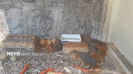 گرمازدگی حیوانات باغ وحش صفه در تابستان سوزان اصفهان،اخبار اجتماعی،خبرهای اجتماعی گرمازدگی حیوانات باغ وحش صفه در تابستان سوزان اصفهان،اخبار اجتماعی،خبرهای اجتماعی