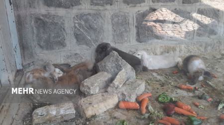 گرمازدگی حیوانات باغ وحش صفه در تابستان سوزان اصفهان،اخبار اجتماعی،خبرهای اجتماعی گرمازدگی حیوانات باغ وحش صفه در تابستان سوزان اصفهان،اخبار اجتماعی،خبرهای اجتماعی
