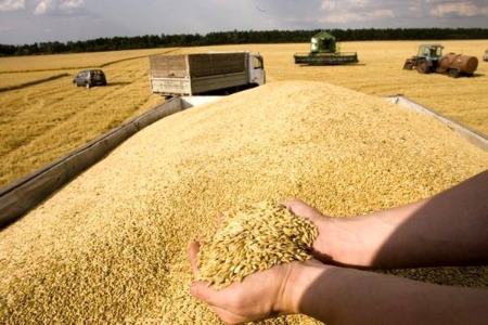 گندم،اخبار اقتصادی،خبرهای اقتصادی گندم،اخبار اقتصادی،خبرهای اقتصادی