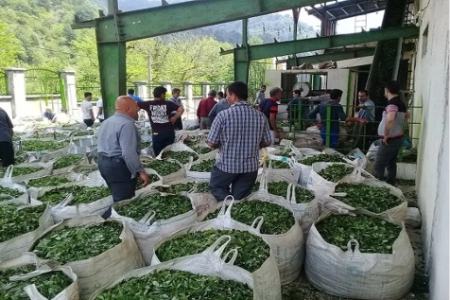 قیمت چای،اخبار اقتصادی،خبرهای اقتصادی قیمت چای،اخبار اقتصادی،خبرهای اقتصادی