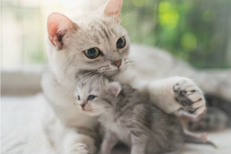 گربه،اخبار گوناگون،خبرهای گوناگون