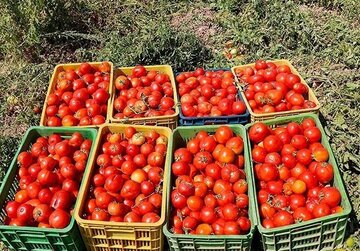 اخبار،اخبار جدید،اخبار روز اخبار،اخبار جدید،اخبار روز