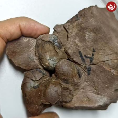 تخم دایناسور،اخبار گوناگون،خبرهای گوناگون تخم دایناسور،اخبار گوناگون،خبرهای گوناگون