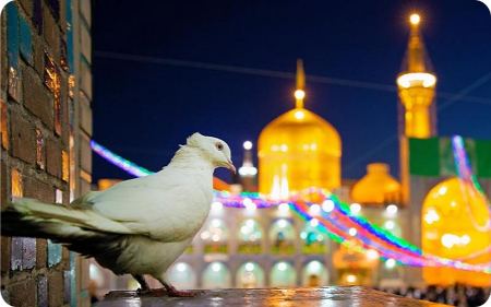کبوتران امام رضا کبوتران امام رضا